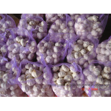 Fresh White Garlic with Good Quality